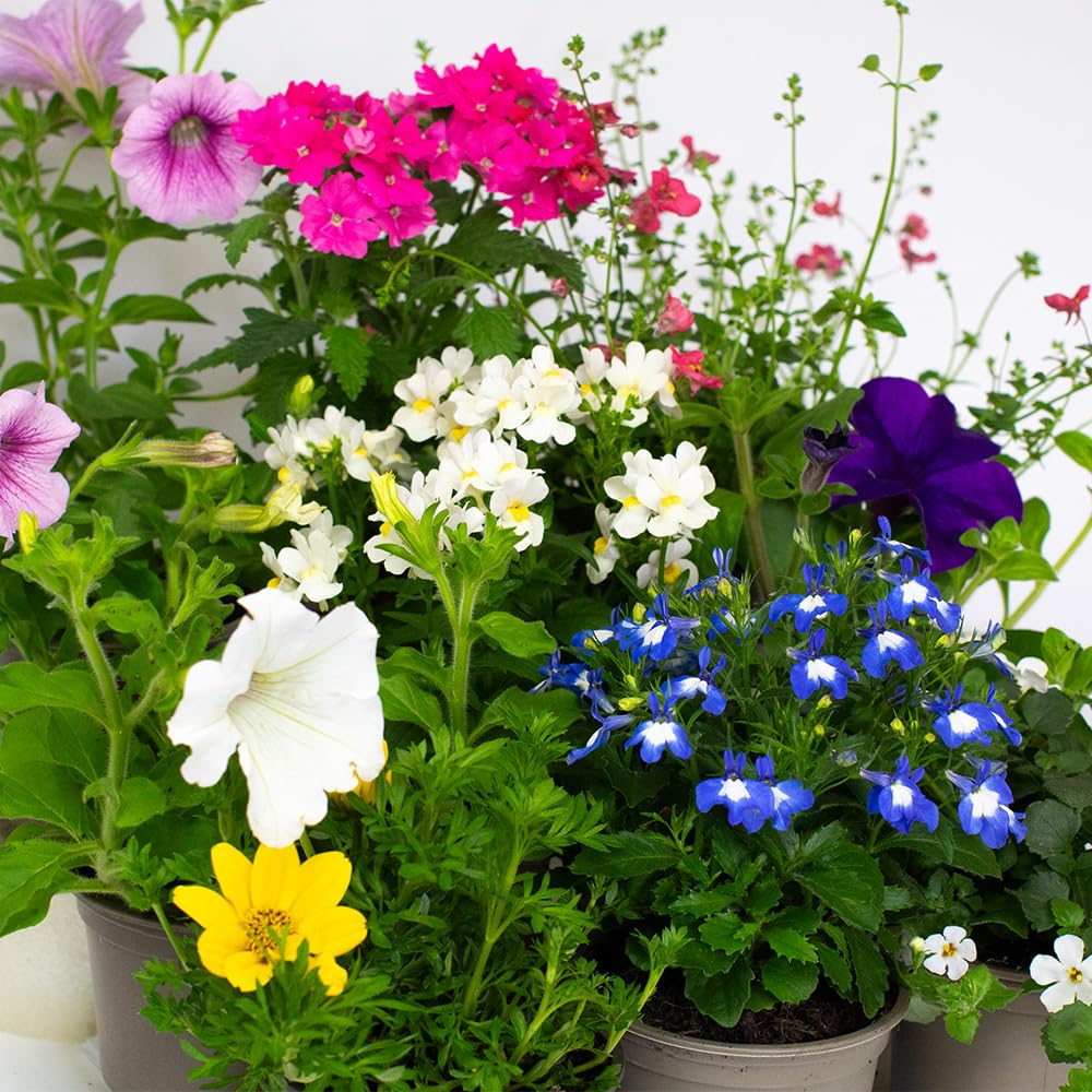 9 x Flowering Bedding Plants - Grow Your own Summer Flowering Bedding, Garden Ready & Each Delivered in Plant Pot, Outdoor Plants Great for Hanging Basket or Gifts